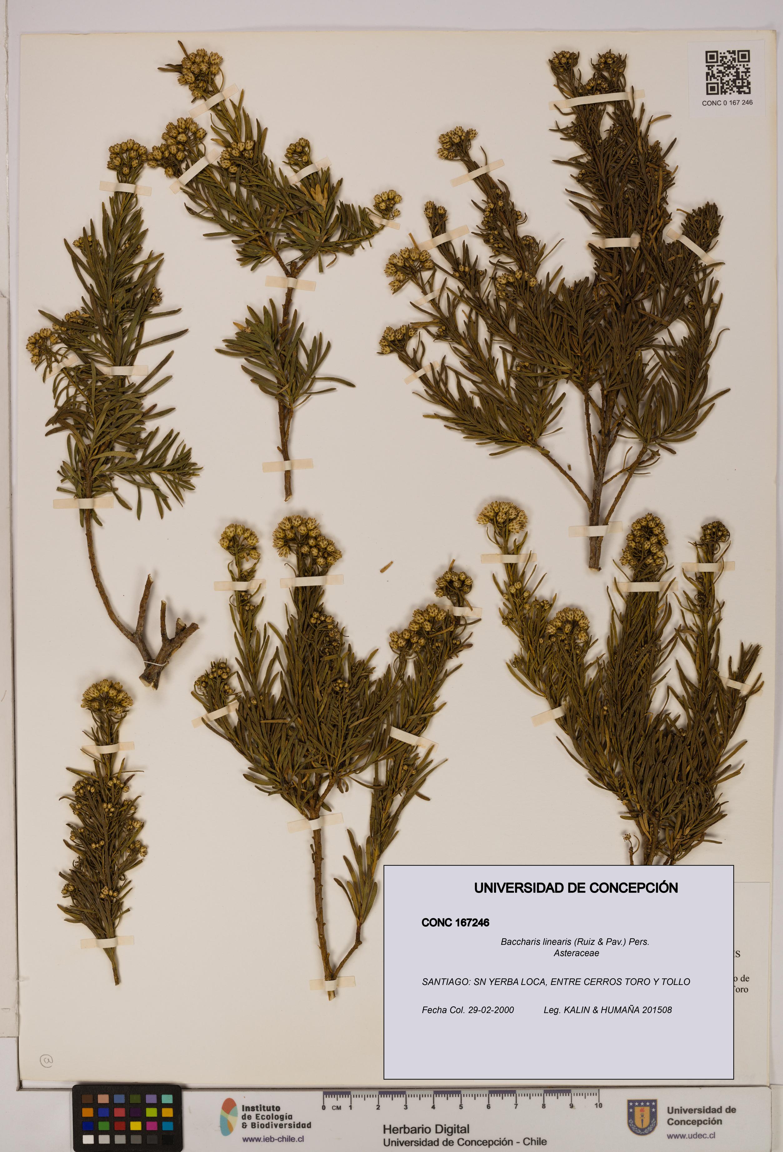 Baccharis linearis [Espécimen: UDEC:CONC:0167246]