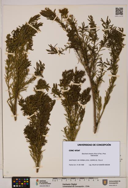 Baccharis linearis [Espécimen: UDEC:CONC:0167247]