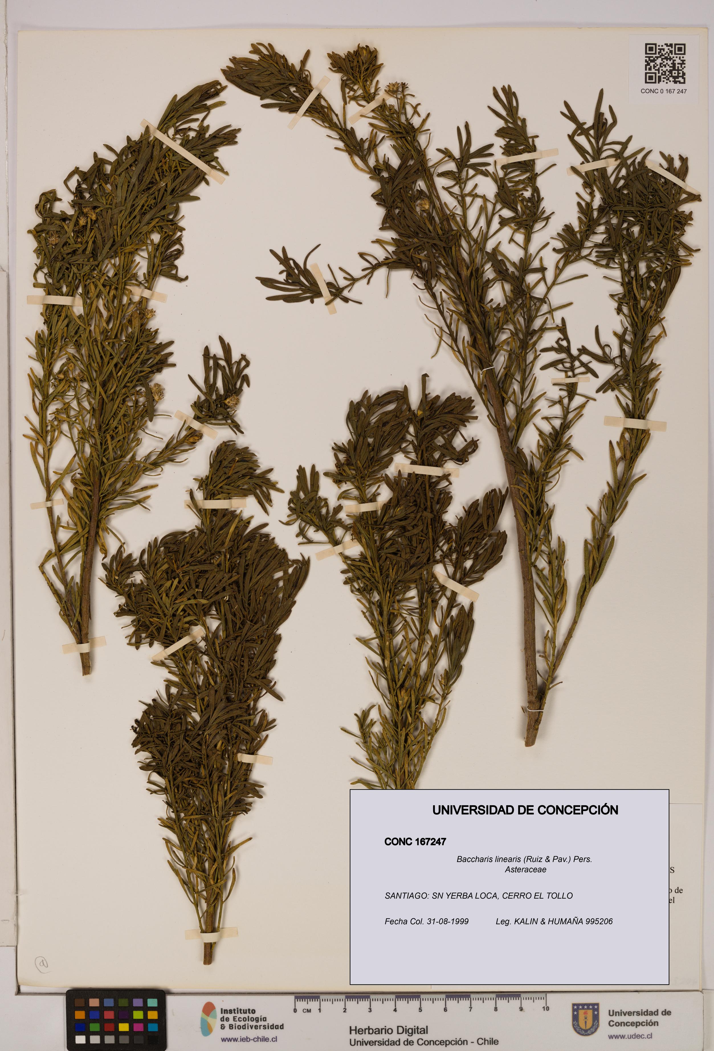 Baccharis linearis [Espécimen: UDEC:CONC:0167247]