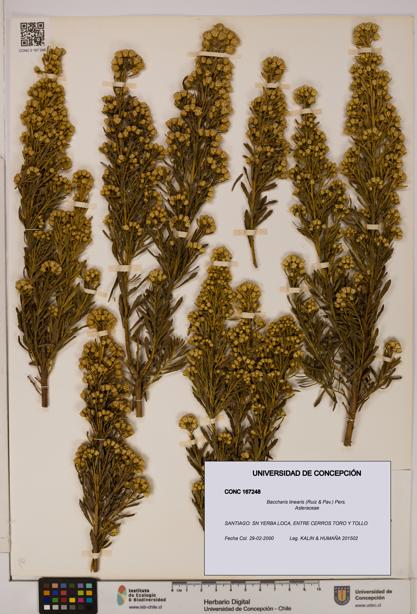 Baccharis linearis [Espécimen: UDEC:CONC:0167248]