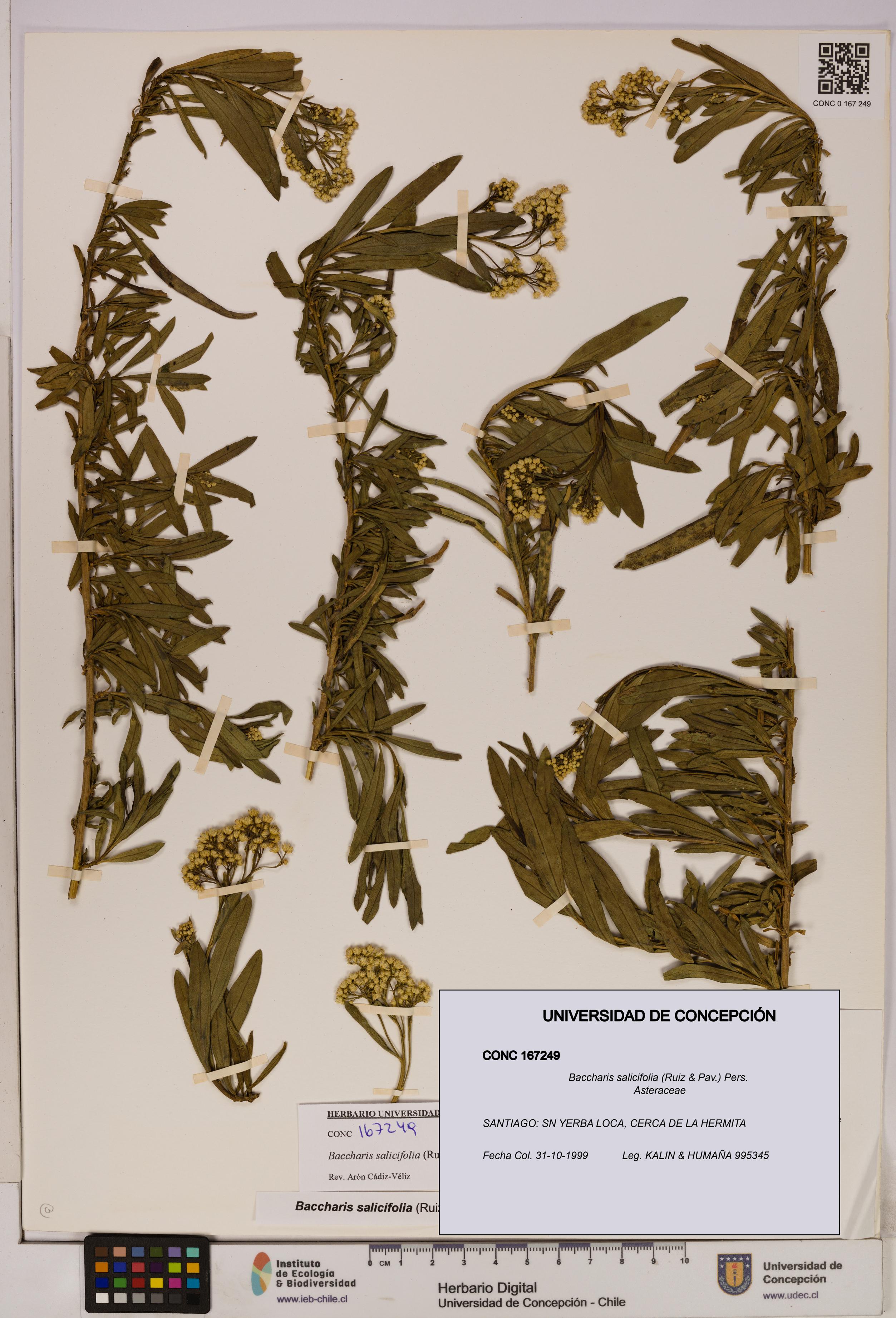 Baccharis salicifolia [Espécimen: UDEC:CONC:0167249]