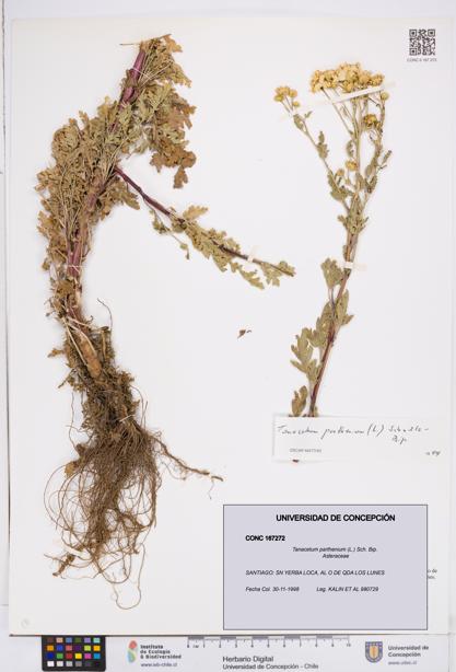 Tanacetum parthenium [Espécimen: ]