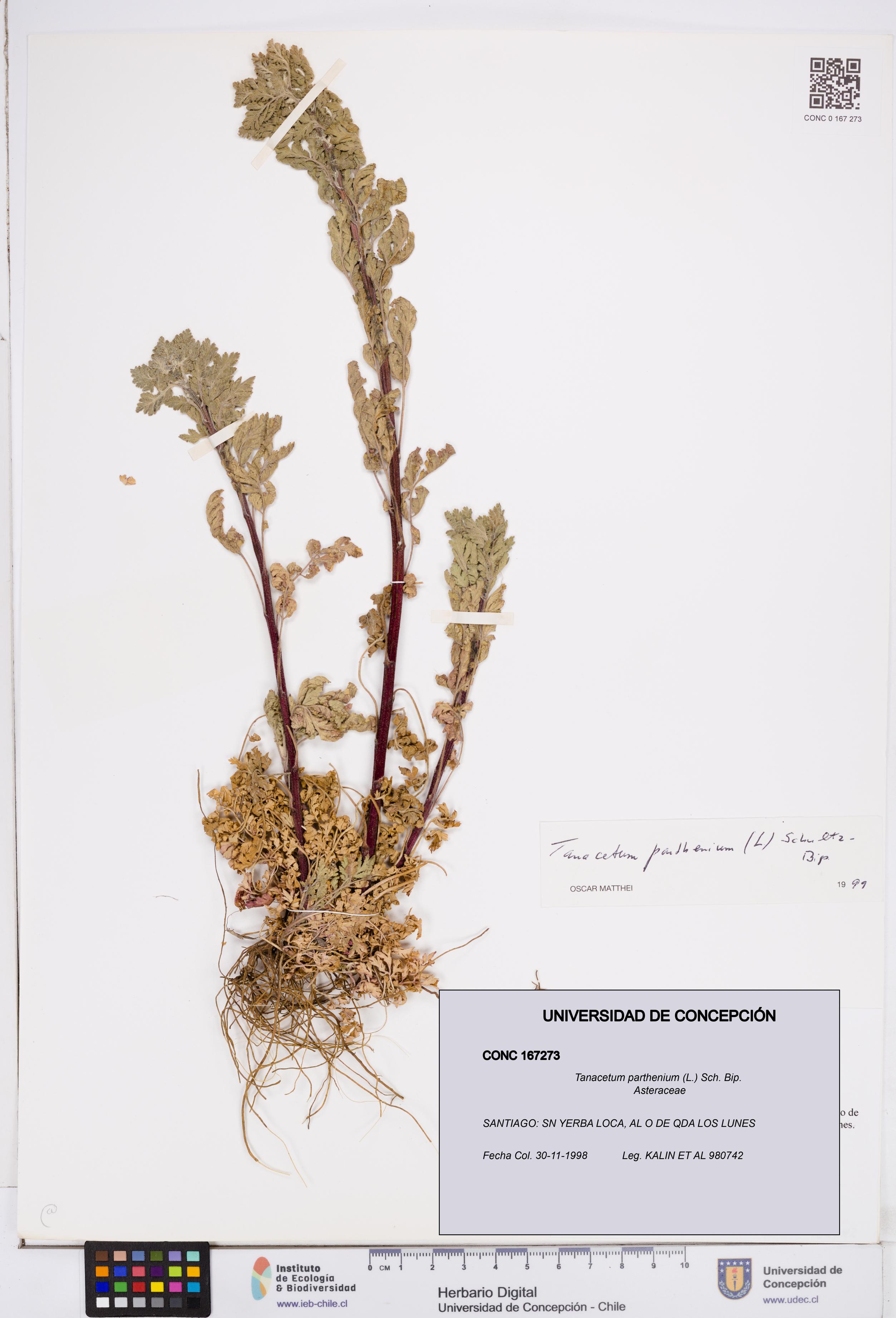 Tanacetum parthenium [Espécimen: ]