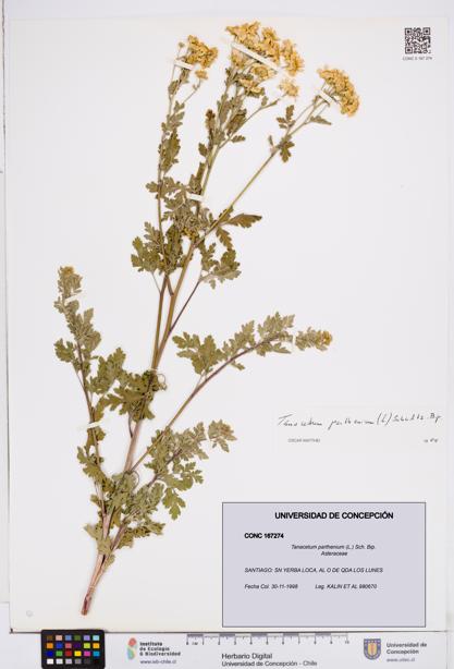 Tanacetum parthenium [Espécimen: ]