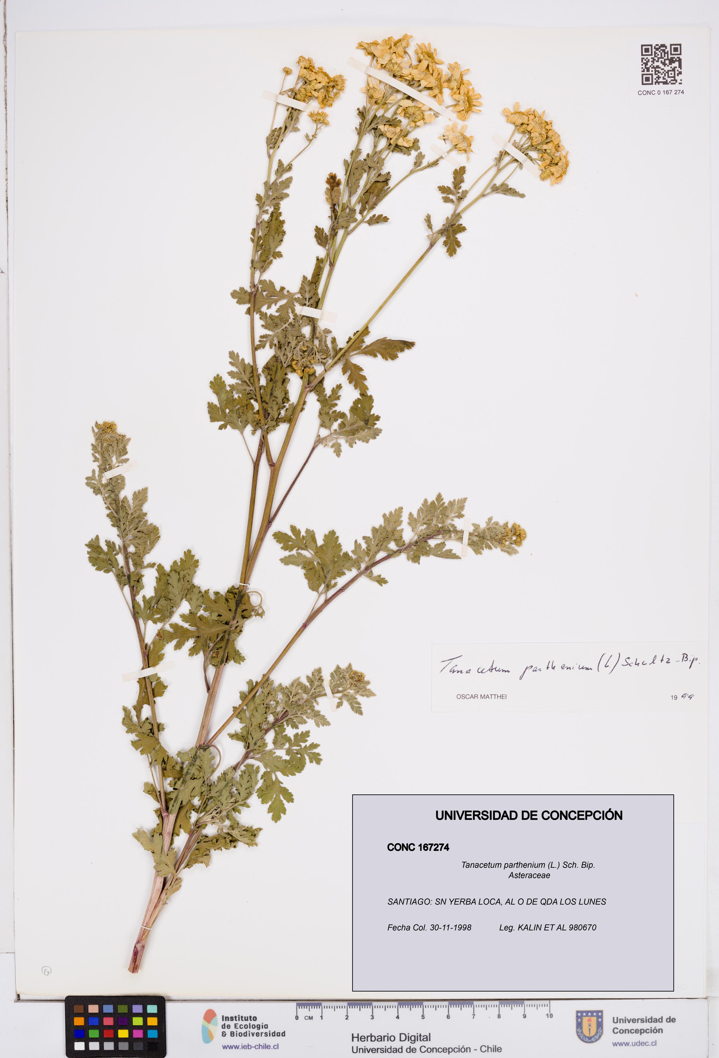 Tanacetum parthenium [Espécimen: ]