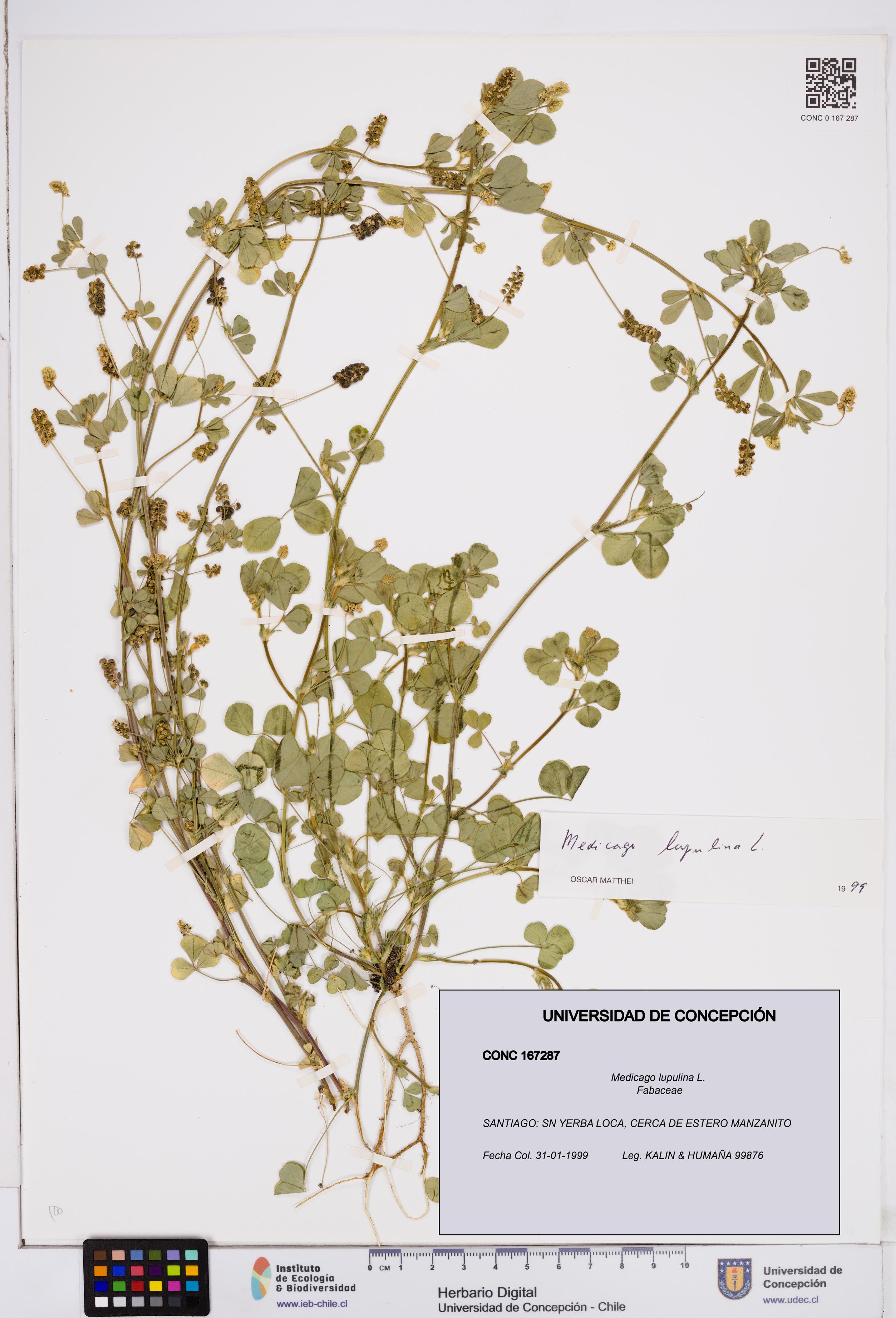 Medicago lupulina [Espécimen: ]