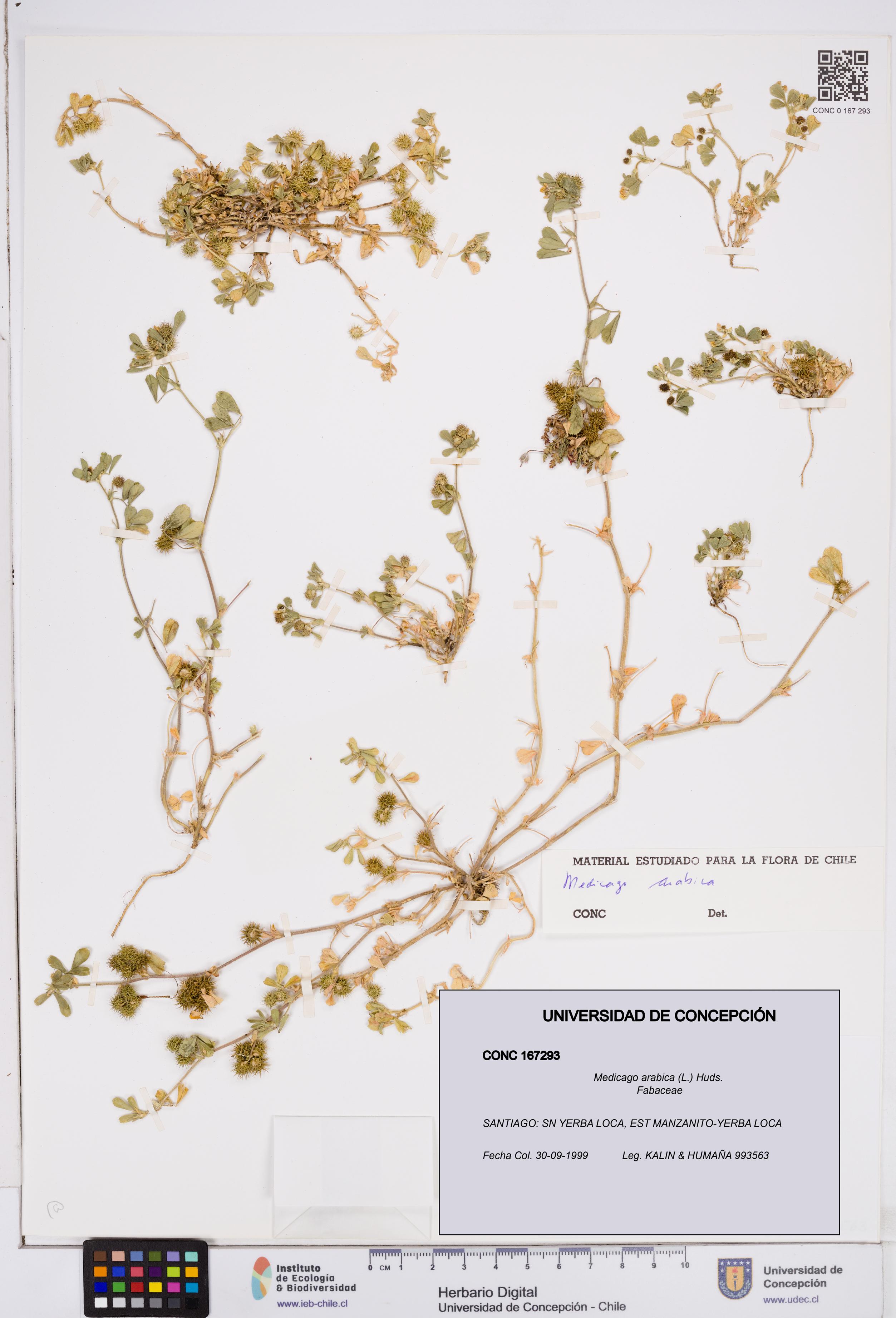 Medicago arabica [Espécimen: ]