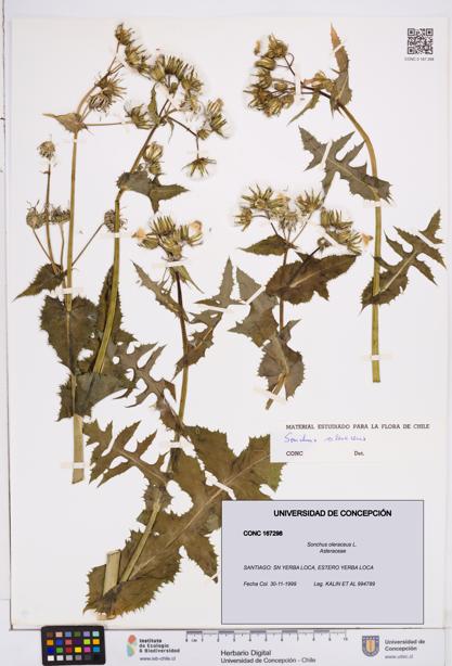 Sonchus oleraceus [Espécimen: ]