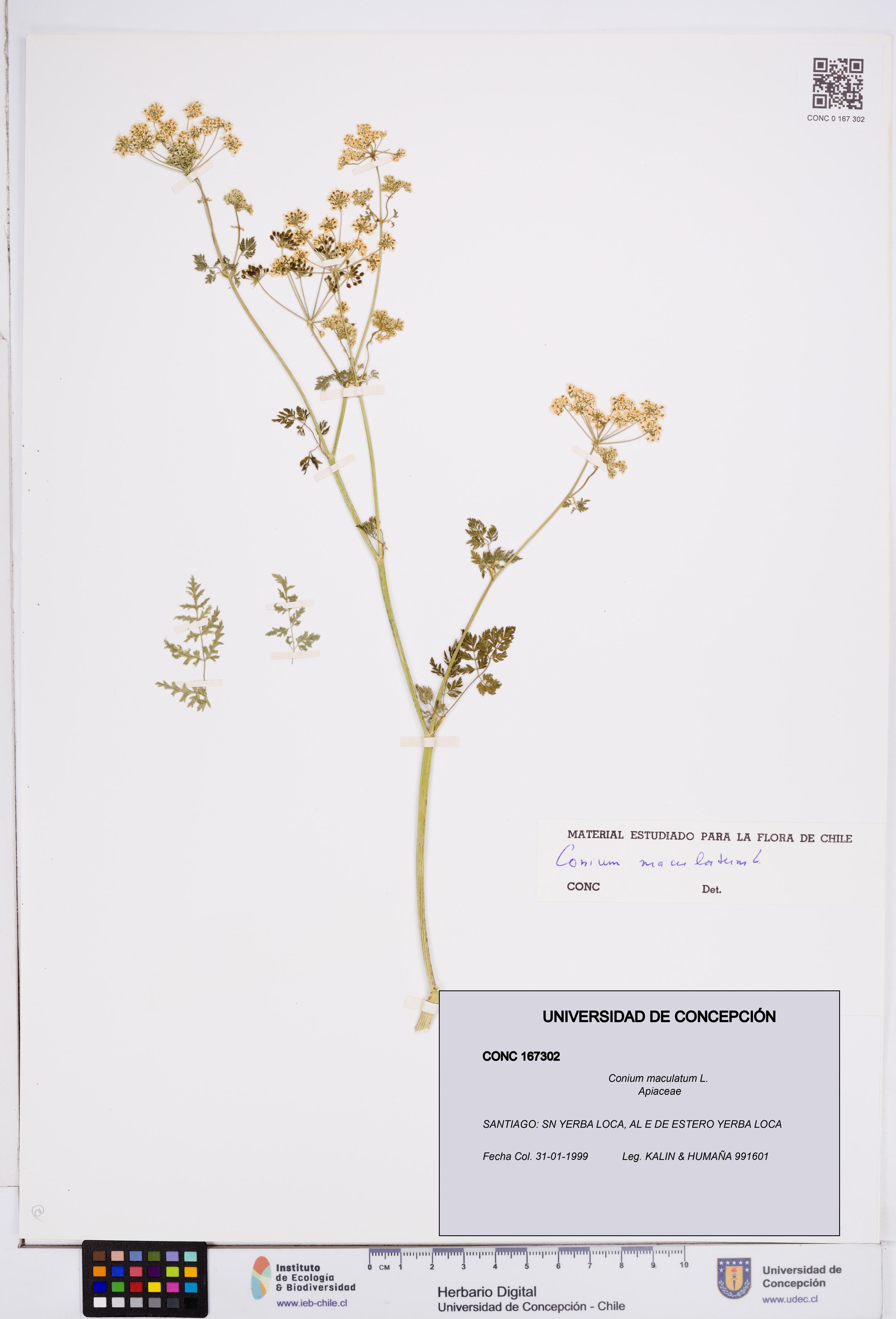 Conium maculatum [Espécimen: ]