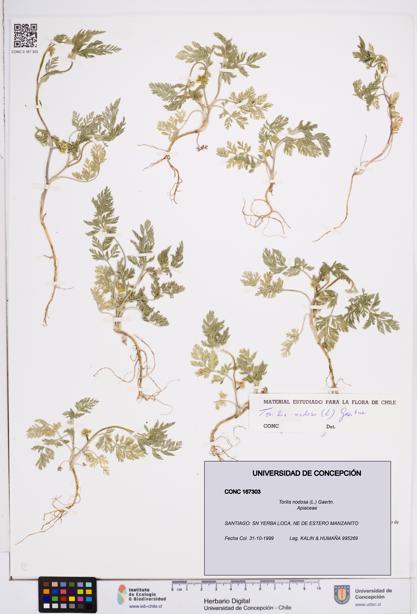 Torilis nodosa [Espécimen: ]