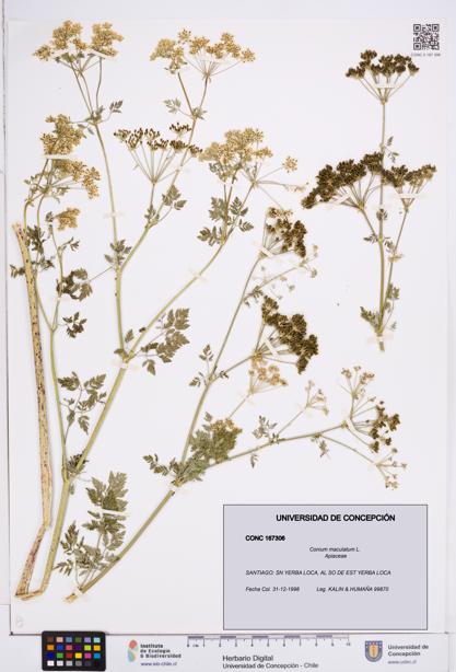 Conium maculatum [Espécimen: ]