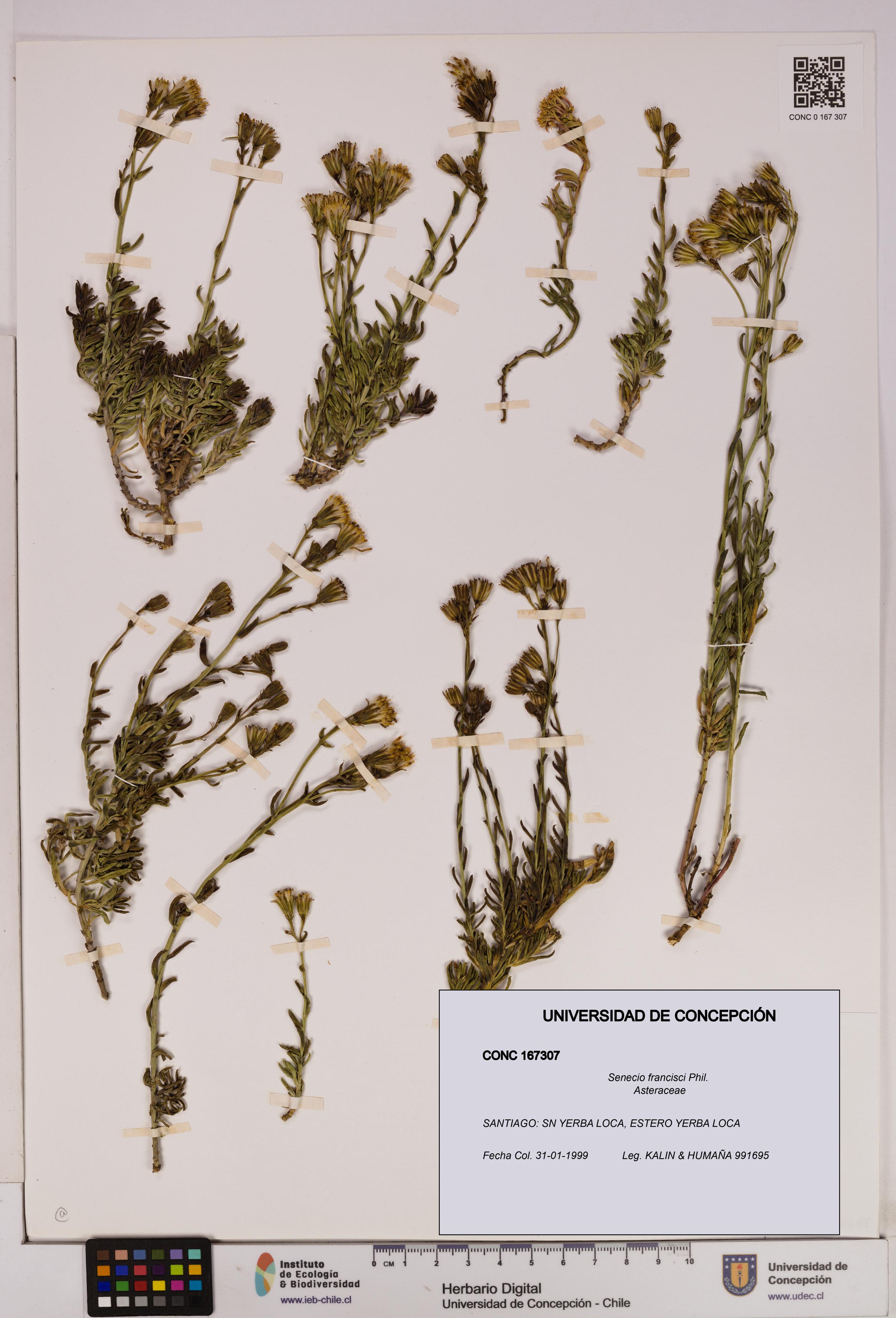 Senecio francisci [Espécimen: UDEC:CONC:0167307]