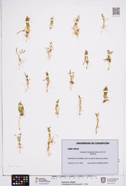 Lilaeopsis macloviana [Espécimen: ]