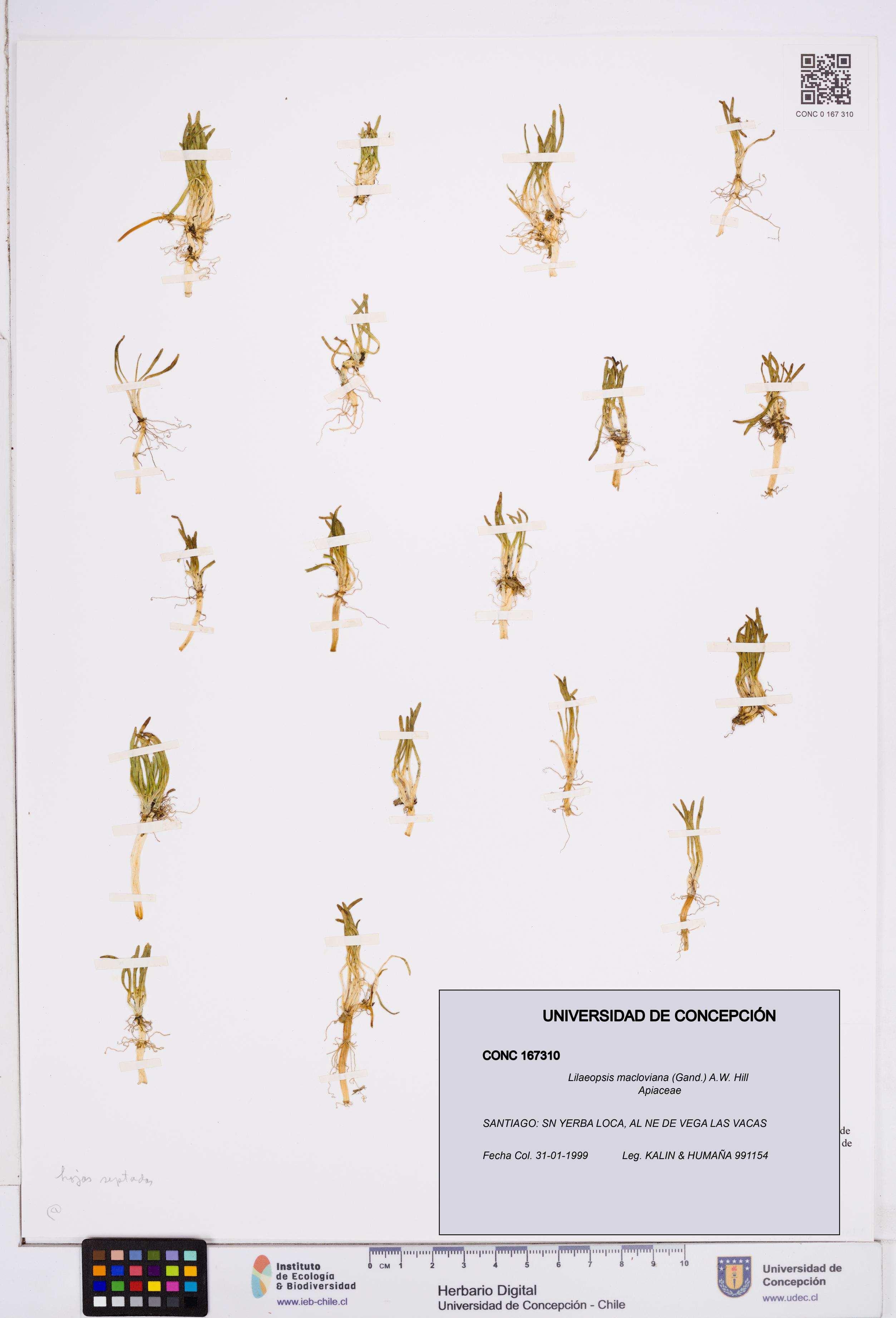 Lilaeopsis macloviana [Espécimen: ]