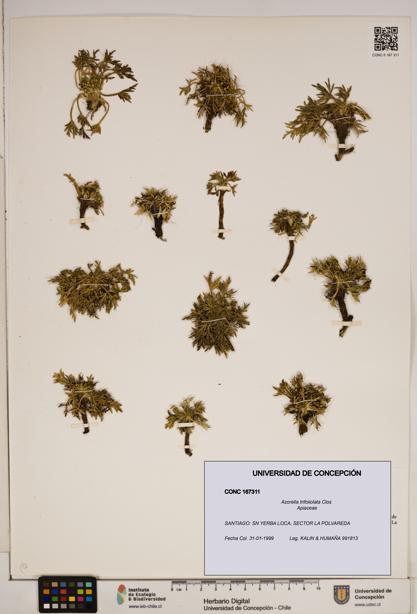 Azorella trifoliolata [Espécimen: ]