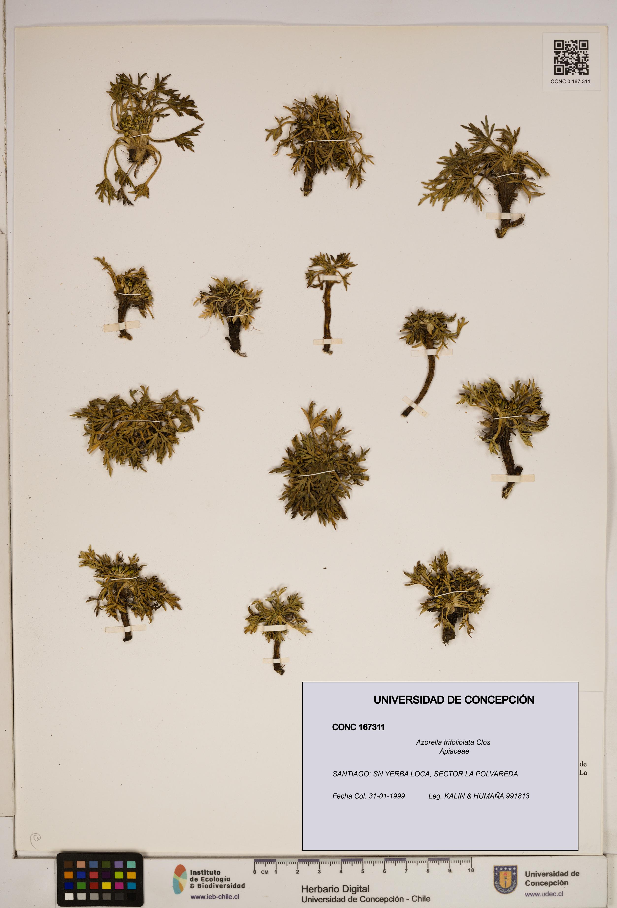 Azorella trifoliolata [Espécimen: ]