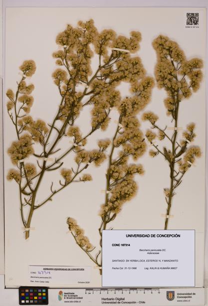 Baccharis paniculata [Espécimen: UDEC:CONC:0167314]