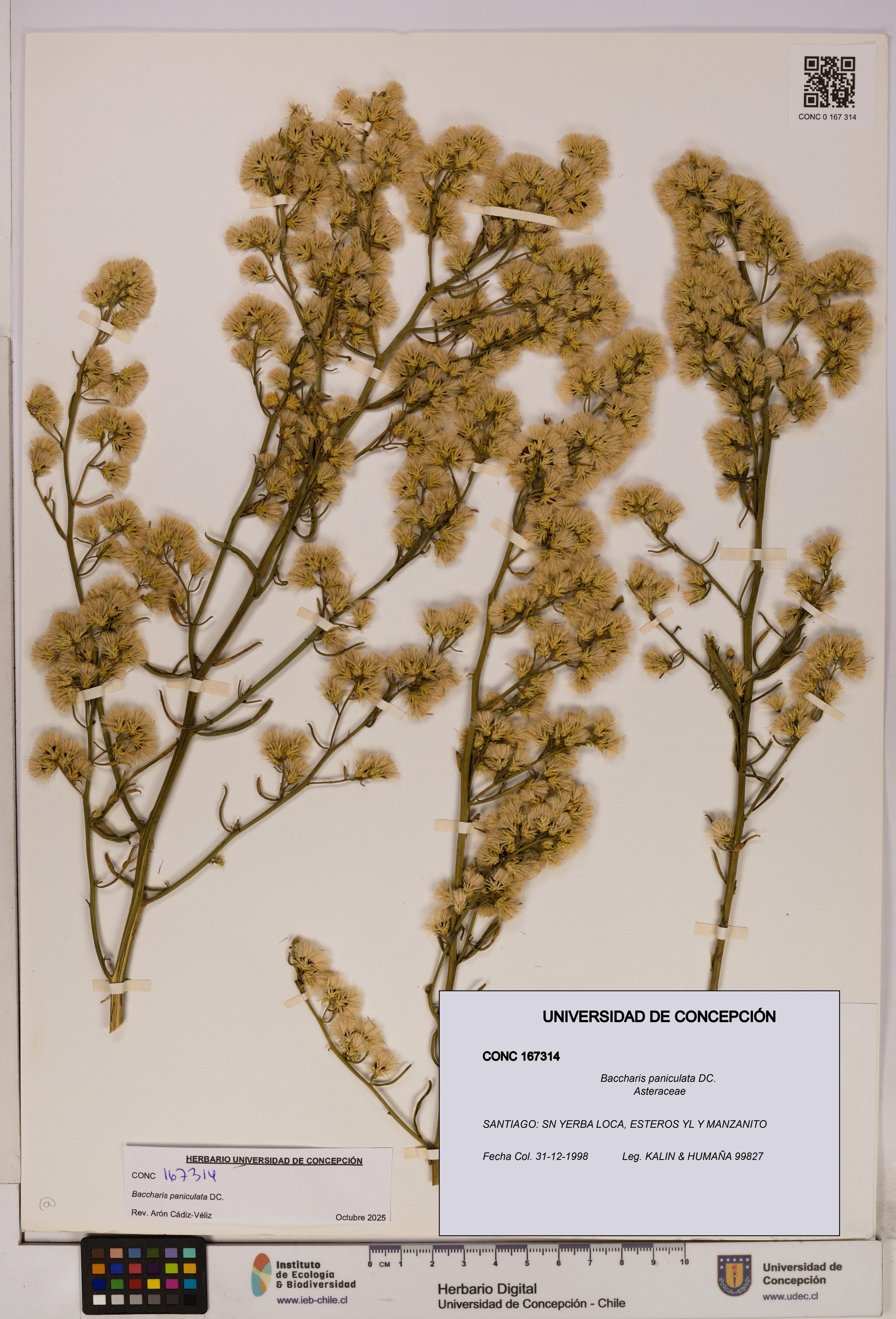 Baccharis paniculata [Espécimen: UDEC:CONC:0167314]