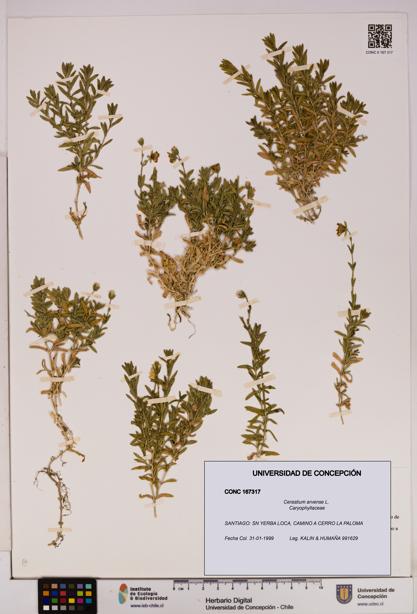 Cerastium arvense [Espécimen: UDEC:CONC:0167317]