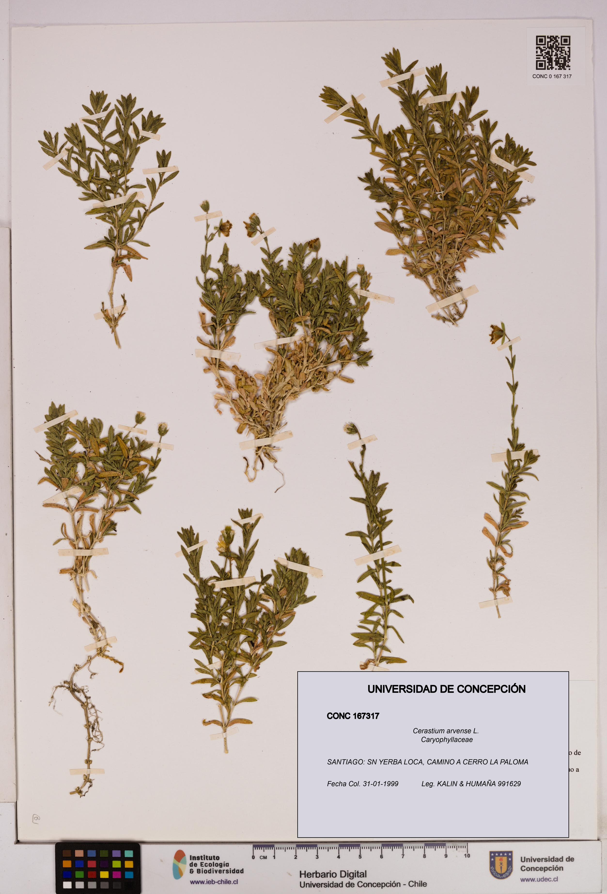 Cerastium arvense [Espécimen: UDEC:CONC:0167317]