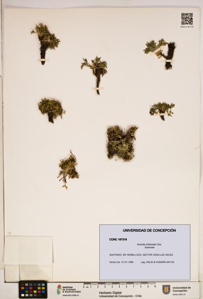 Azorella trifoliolata [Espécimen: ]