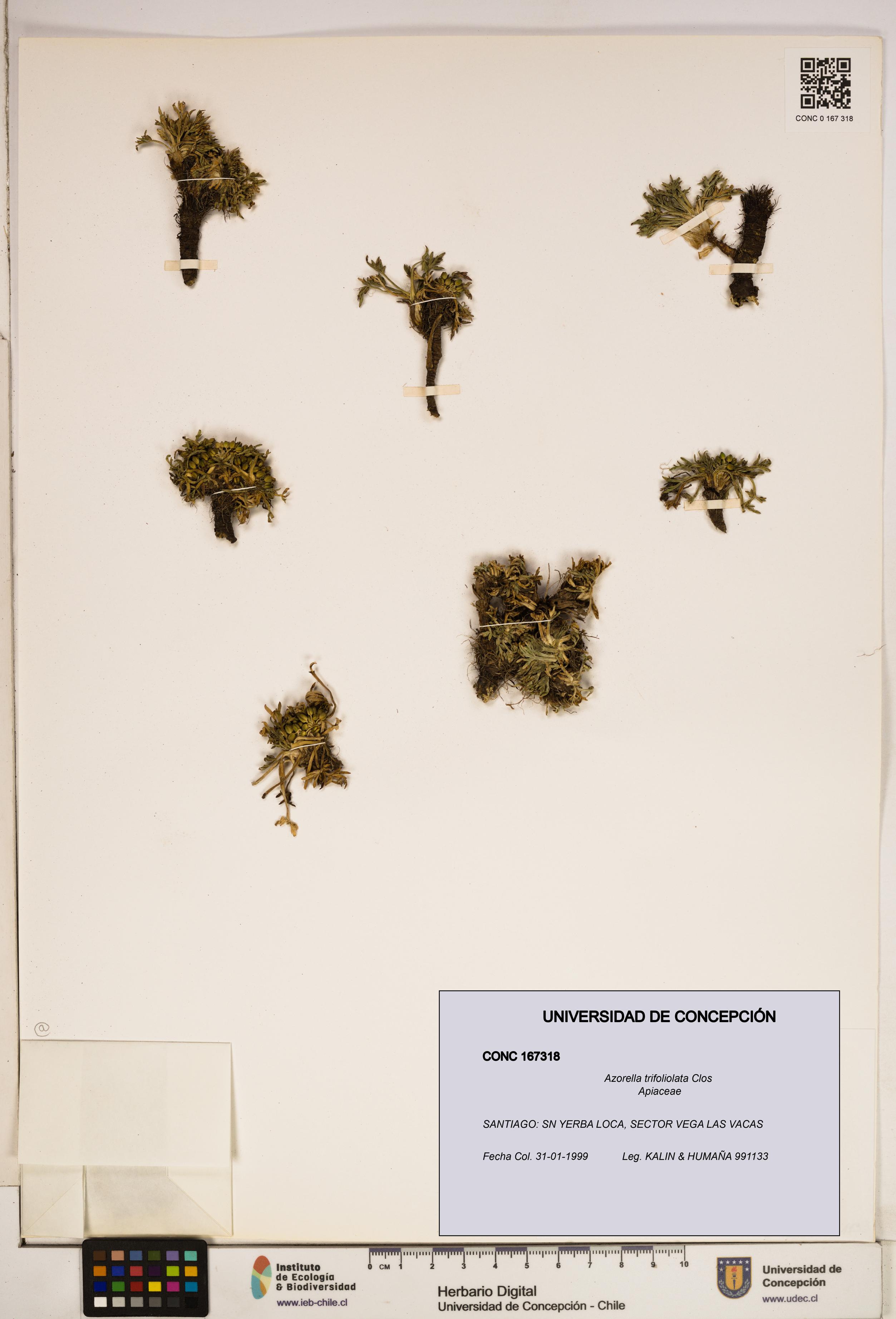 Azorella trifoliolata [Espécimen: ]