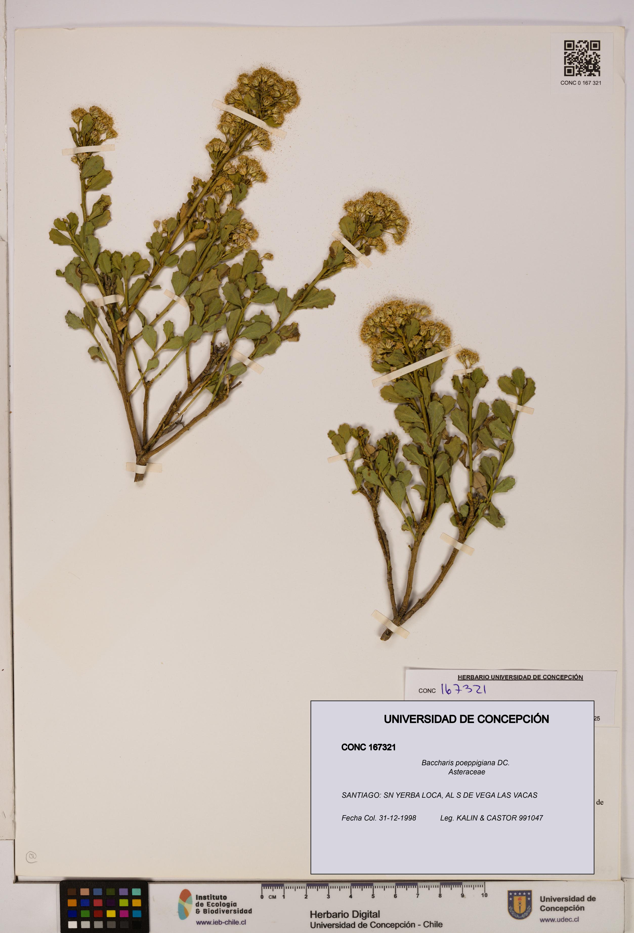 Baccharis poeppigiana [Espécimen: UDEC:CONC:0167321]