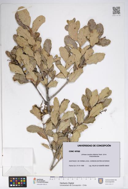 Lithraea caustica [Espécimen: UDEC:CONC:0167322]