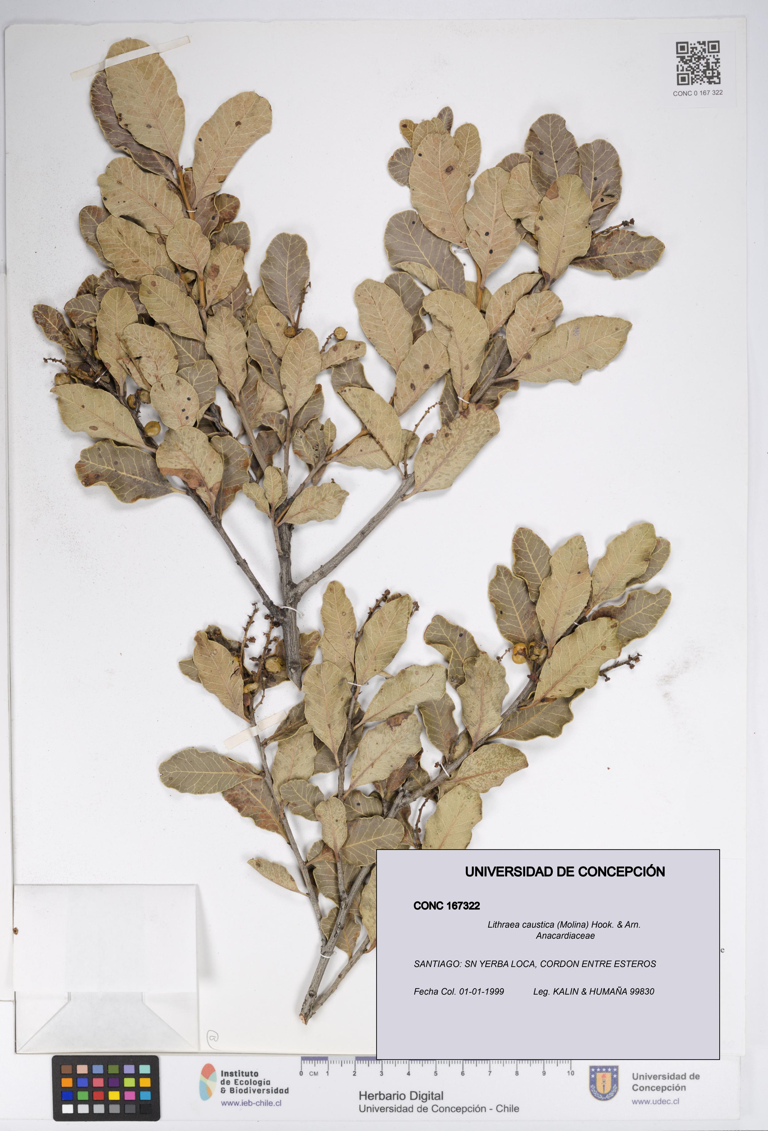 Lithraea caustica [Espécimen: UDEC:CONC:0167322]