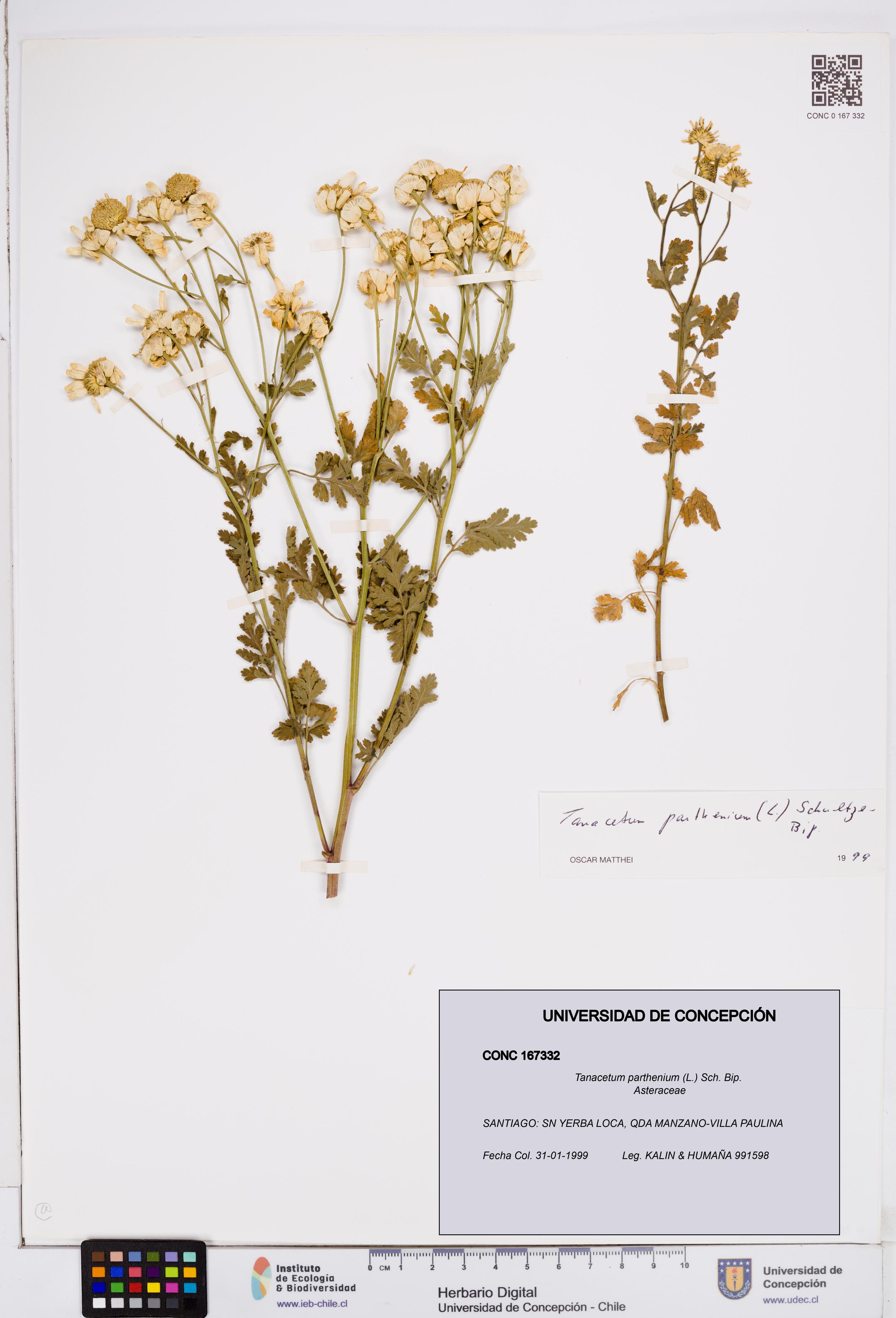 Tanacetum parthenium [Espécimen: ]