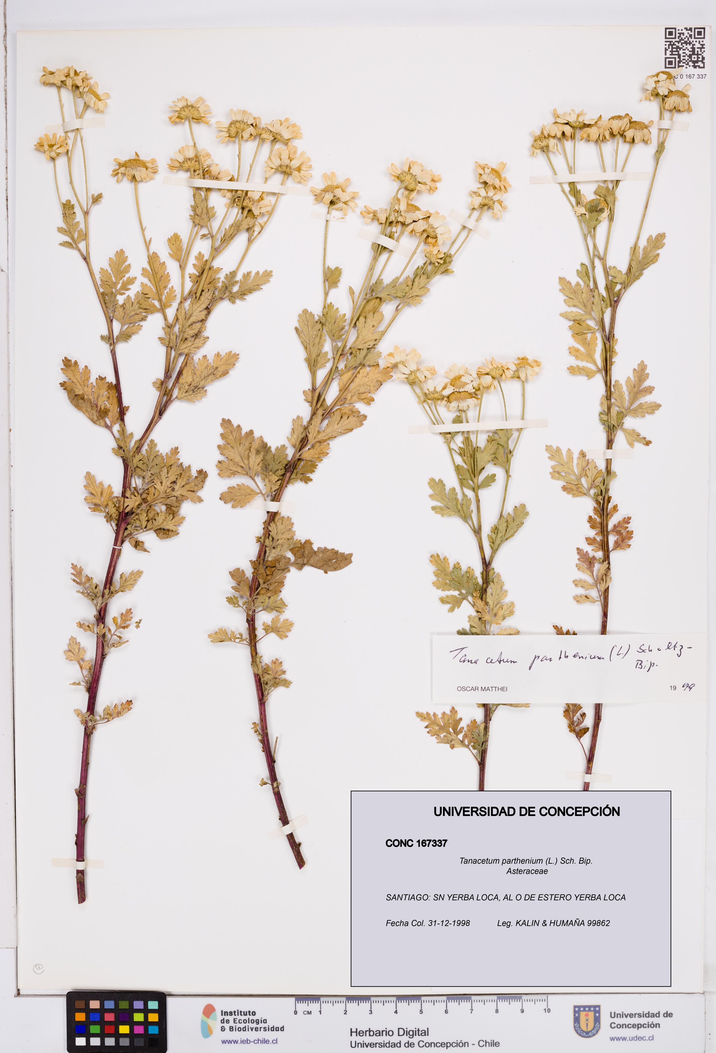 Tanacetum parthenium [Espécimen: ]