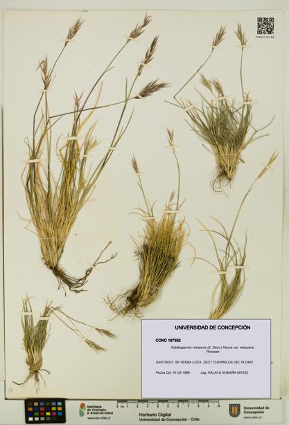 Rytidosperma virescens var. virescens [Espécimen: UDEC:CONC:0167352]