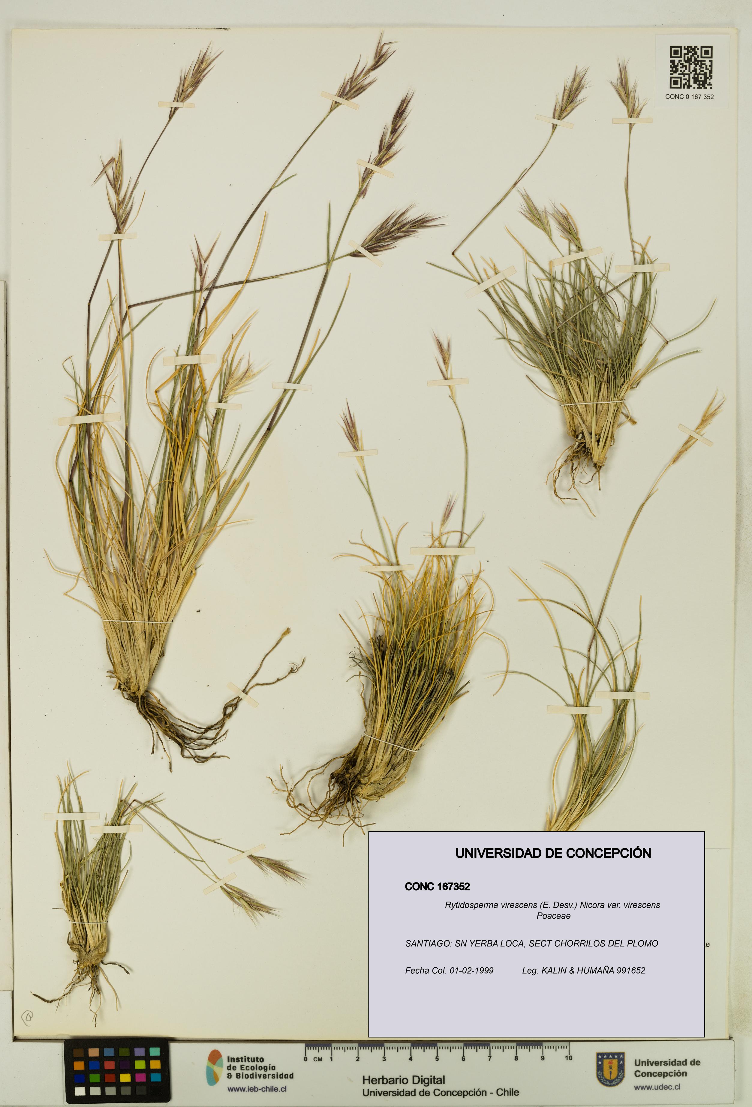 Rytidosperma virescens var. virescens [Espécimen: UDEC:CONC:0167352]