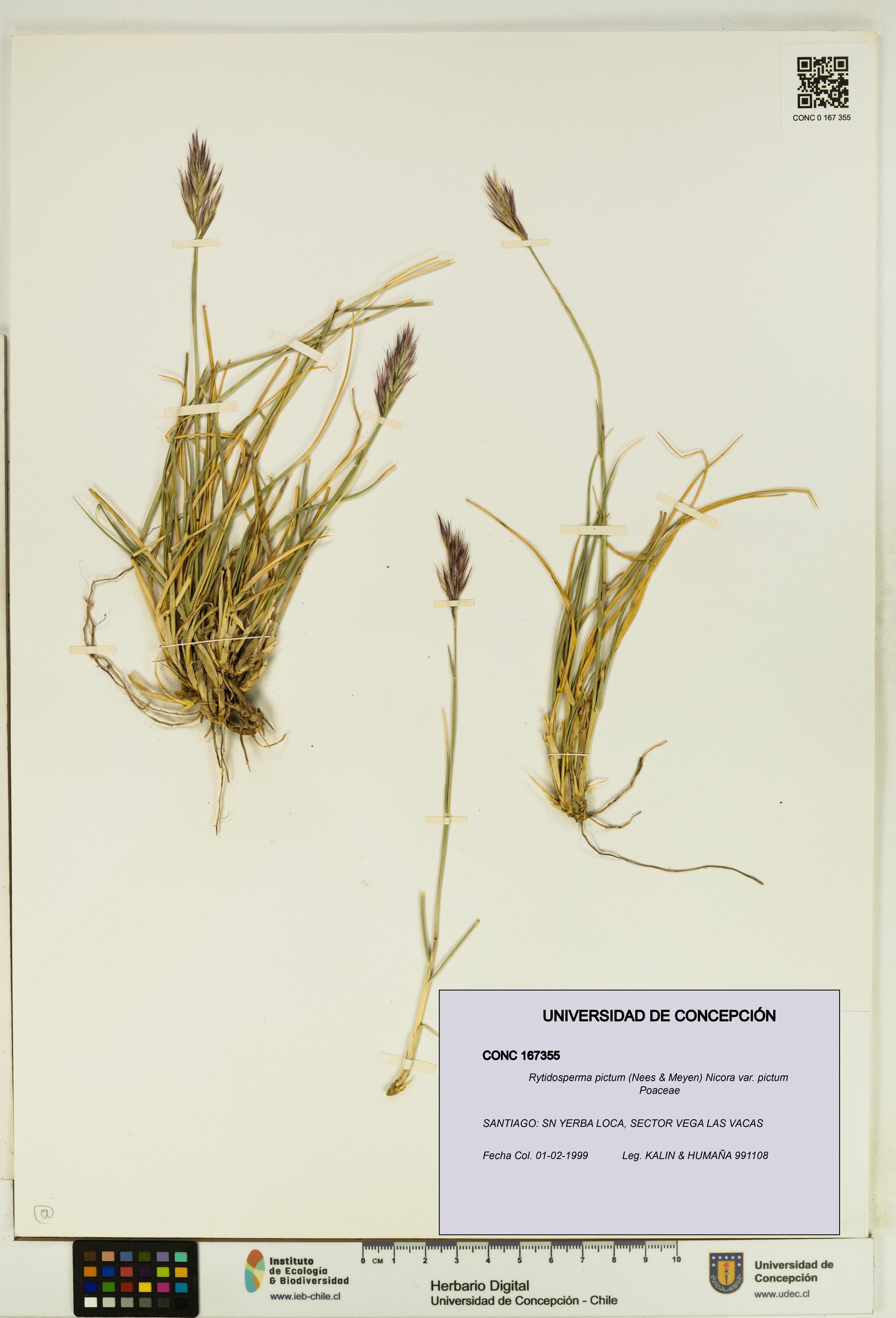 Rytidosperma pictum var. pictum [Espécimen: UDEC:CONC:0167355]