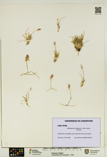 Rytidosperma violaceum [Espécimen: UDEC:CONC:0167358]
