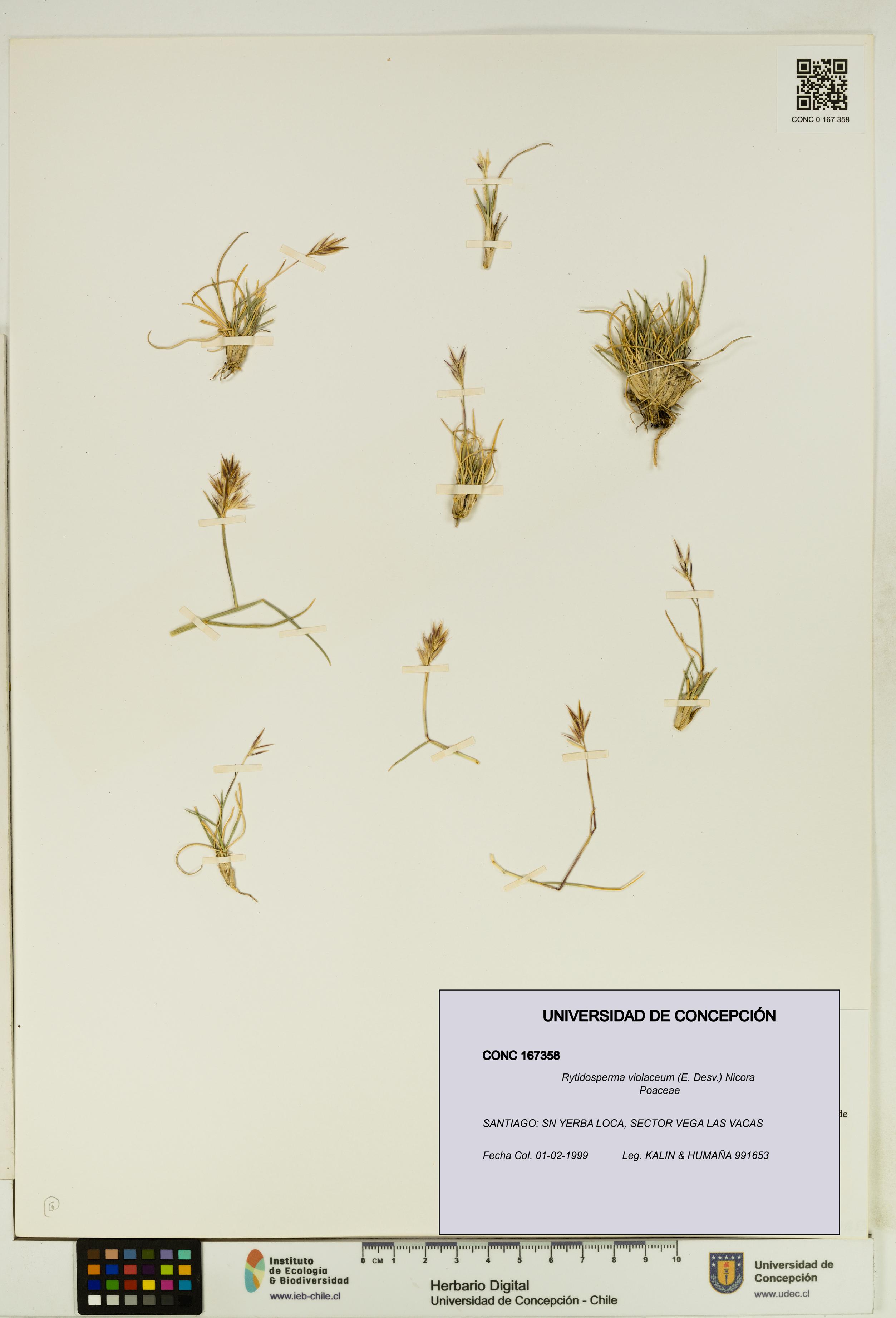Rytidosperma violaceum [Espécimen: UDEC:CONC:0167358]