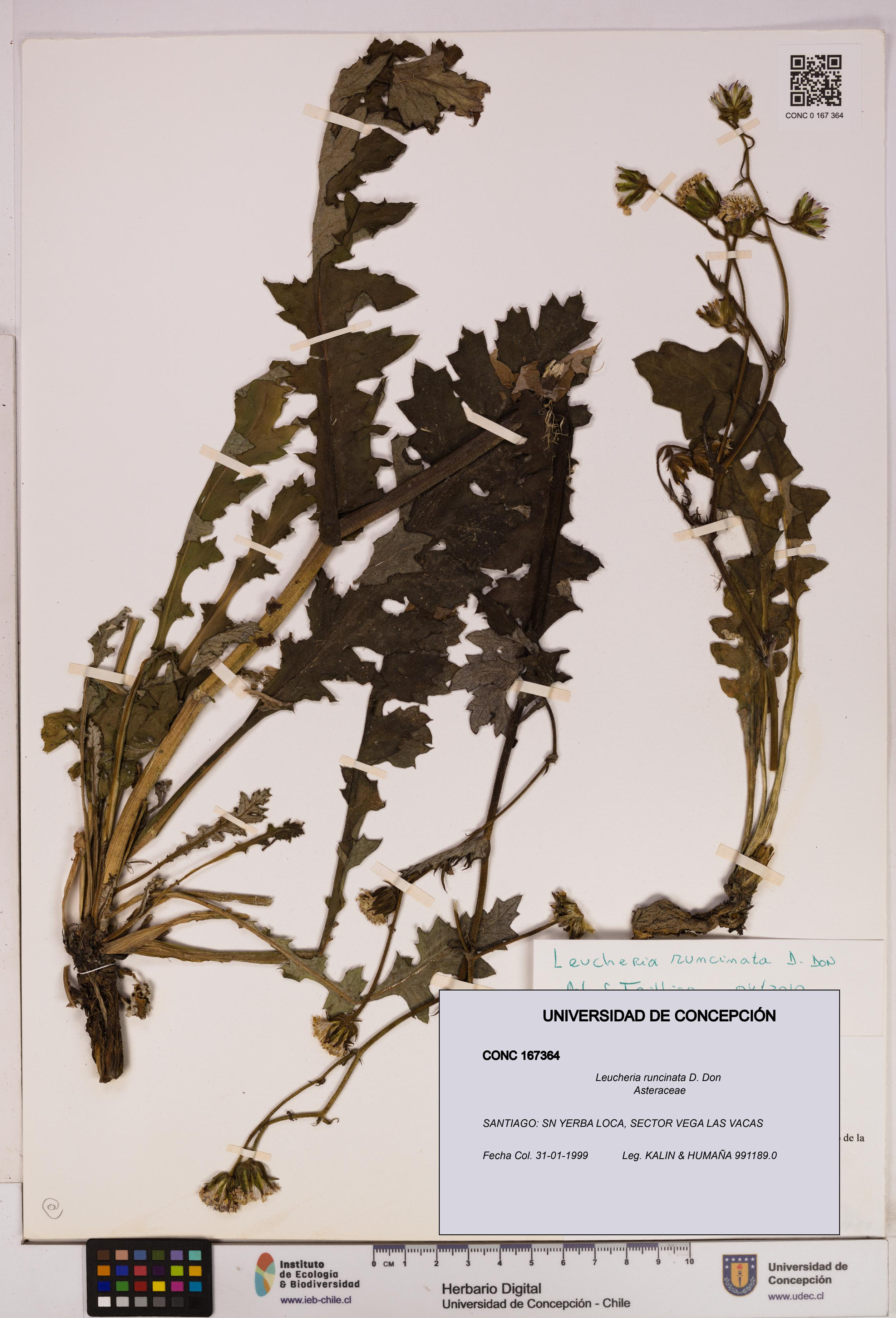 Leucheria runcinata [Espécimen: UDEC:CONC:0167364]