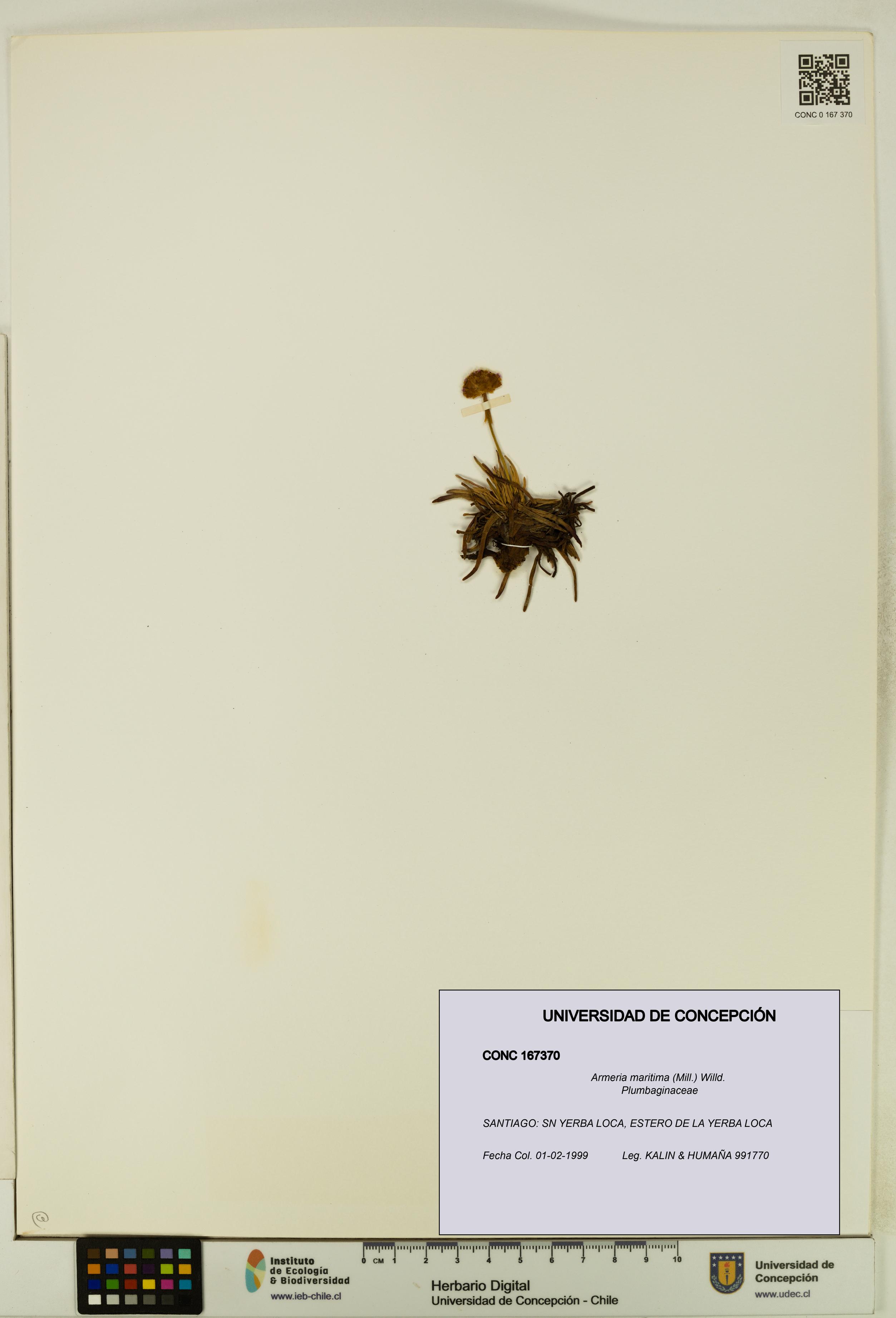 Armeria maritima [Espécimen: UDEC:CONC:0167370]