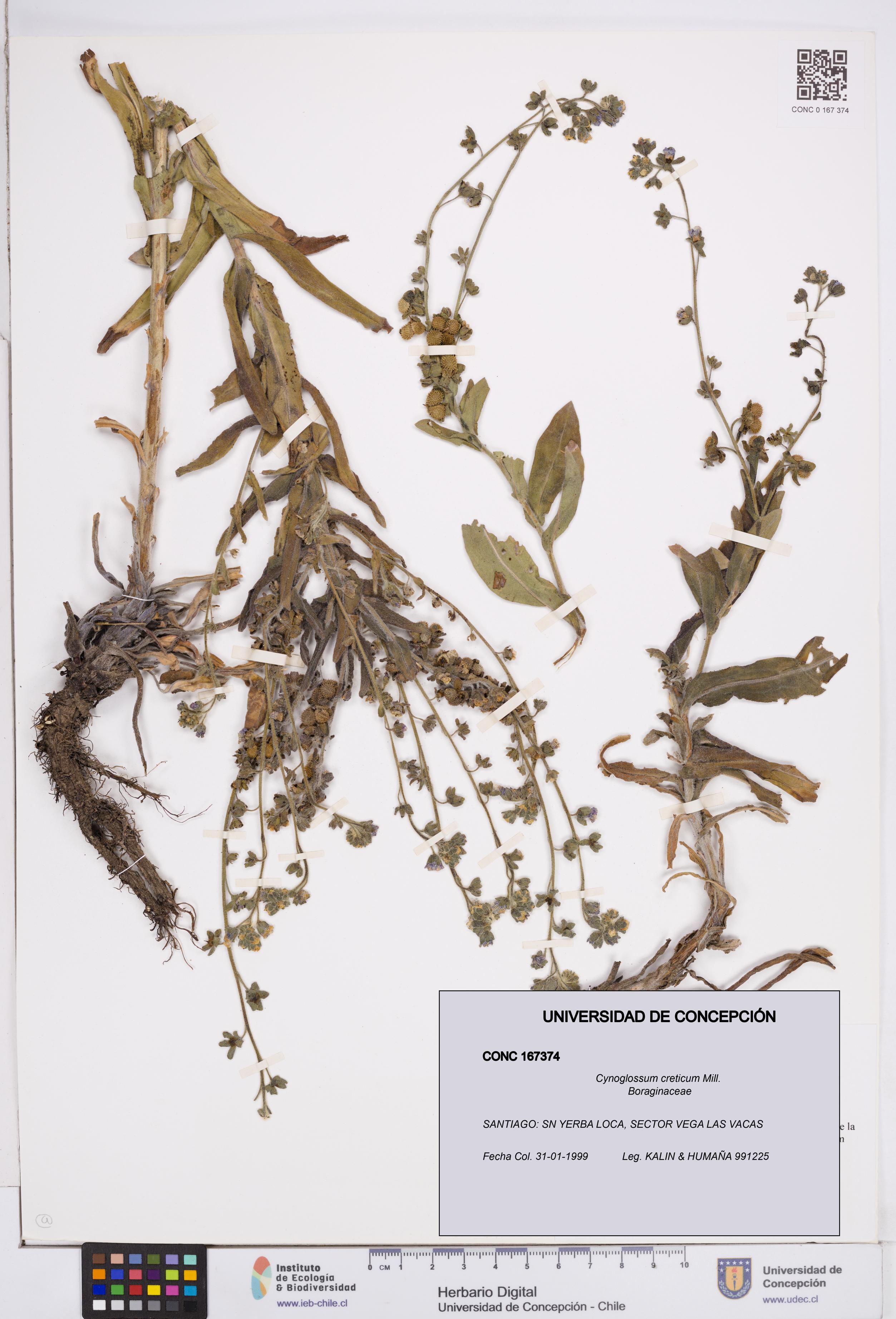 Cynoglossum creticum [Espécimen: ]