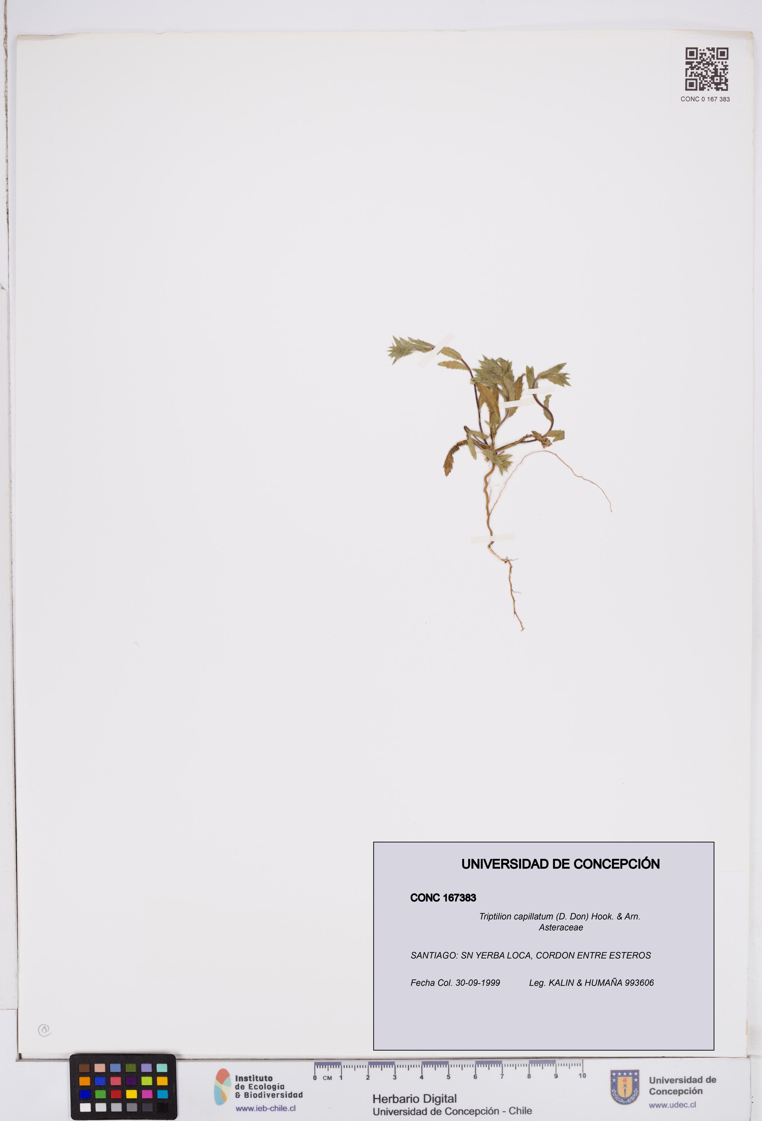 Triptilion capillatum [Espécimen: ]