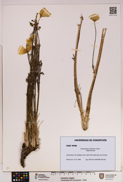 Eschscholzia californica [Espécimen: UDEC:CONC:0167384]
