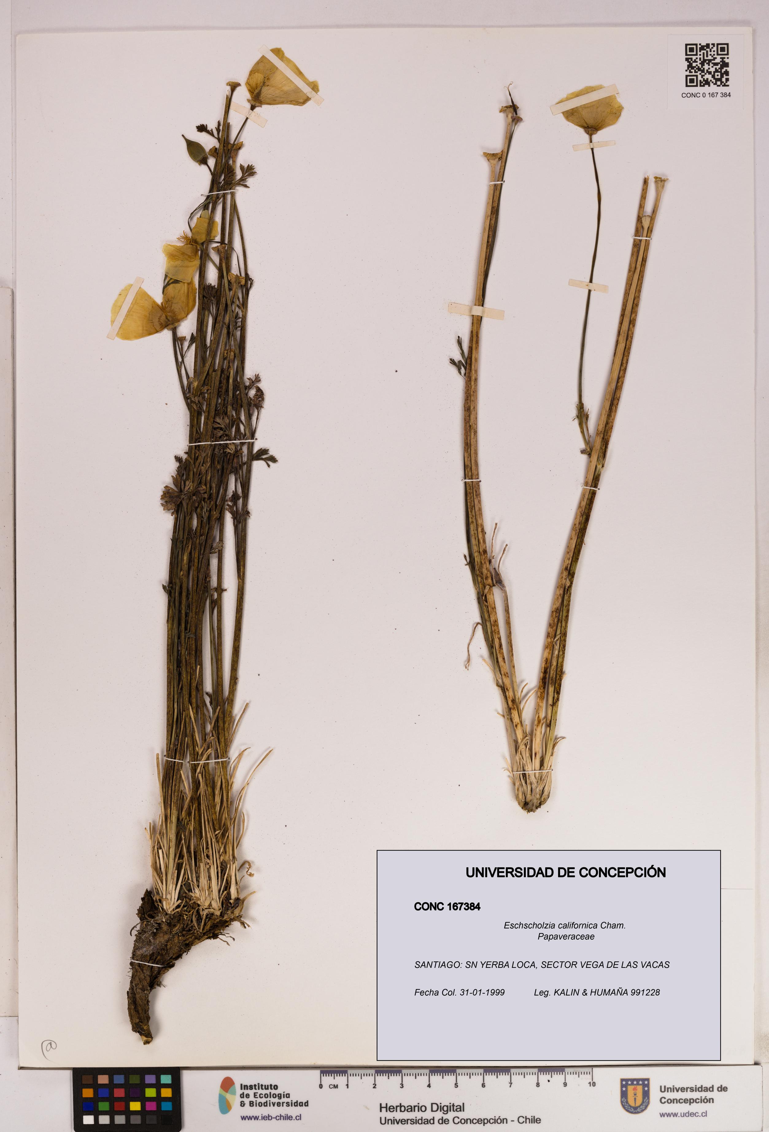 Eschscholzia californica [Espécimen: UDEC:CONC:0167384]