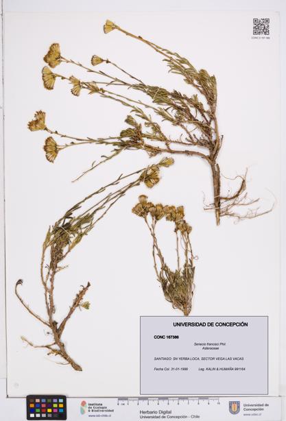 Senecio francisci [Espécimen: ]