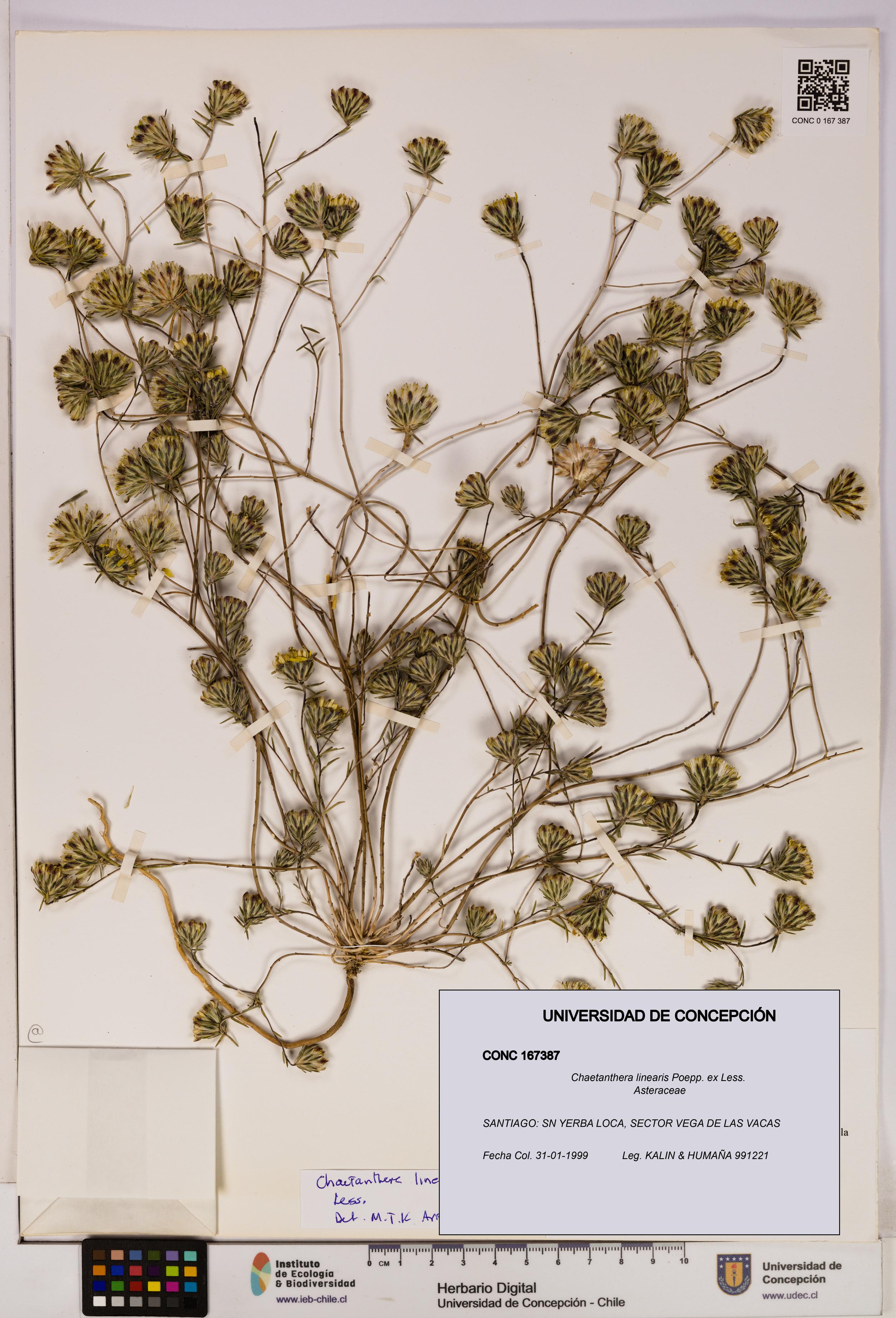 Chaetanthera linearis [Espécimen: UDEC:CONC:0167387]