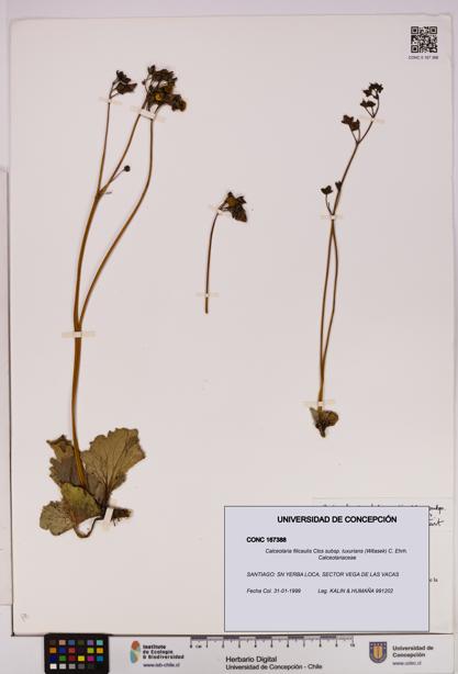 Calceolaria filicaulis [Espécimen: UDEC:CONC:0167388]