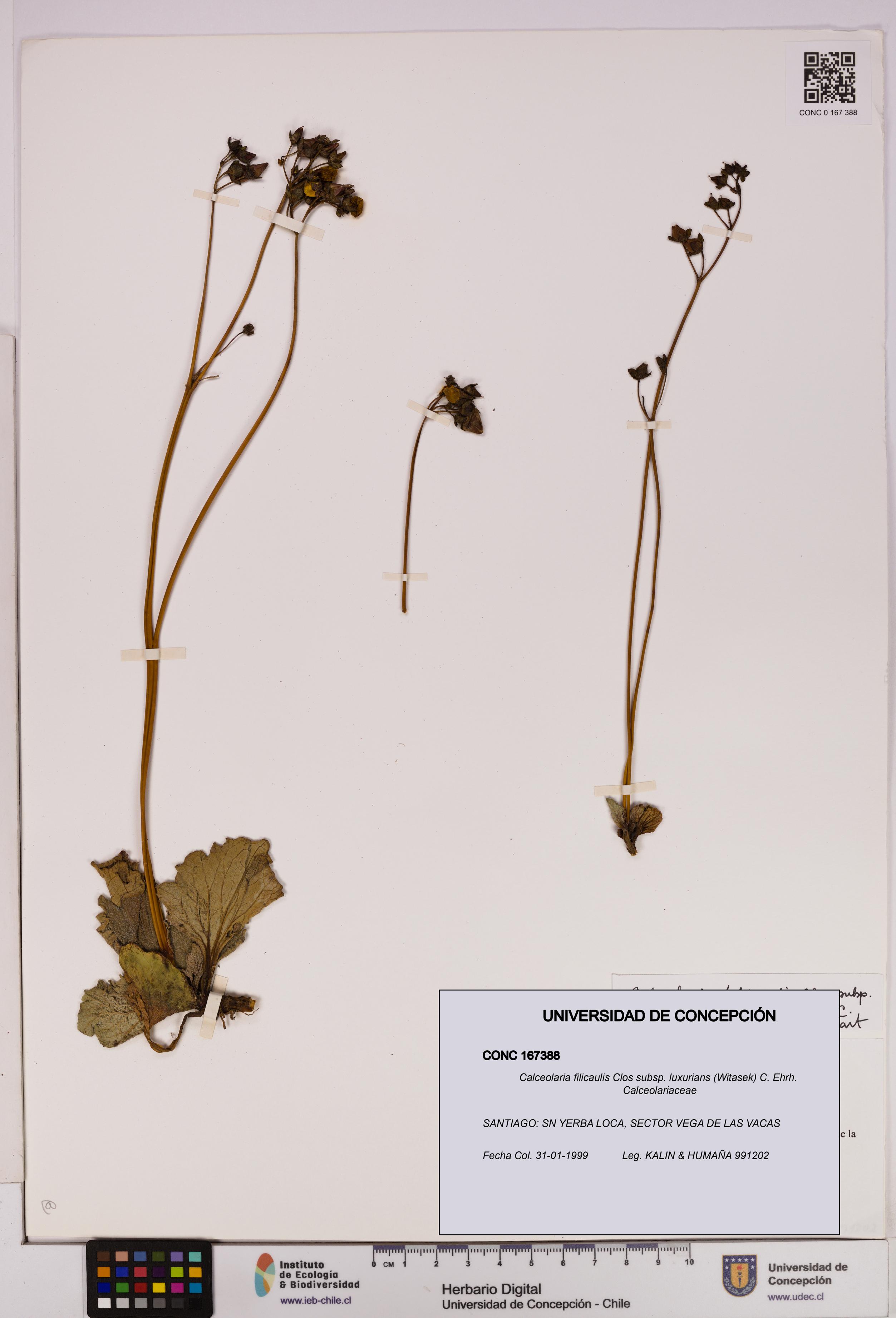 Calceolaria filicaulis [Espécimen: UDEC:CONC:0167388]