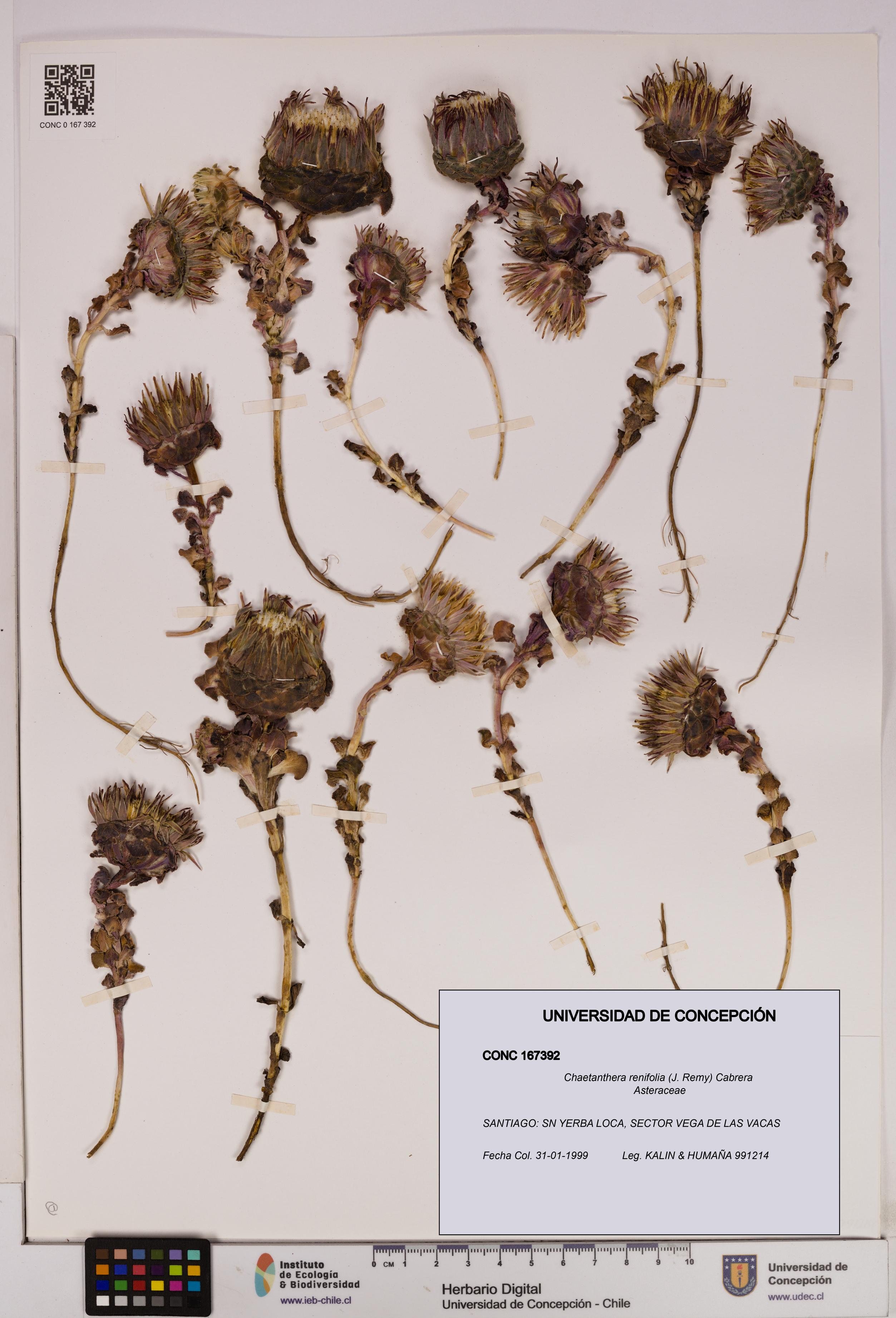 Chaetanthera renifolia [Espécimen: UDEC:CONC:0167392]