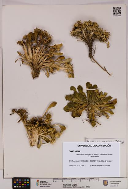 Gamocarpha scapigera [Espécimen: UDEC:CONC:0167399]