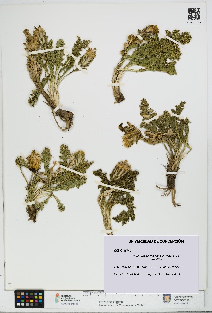 Perezia carthamoides [Espécimen: UDEC:CONC:0167401]