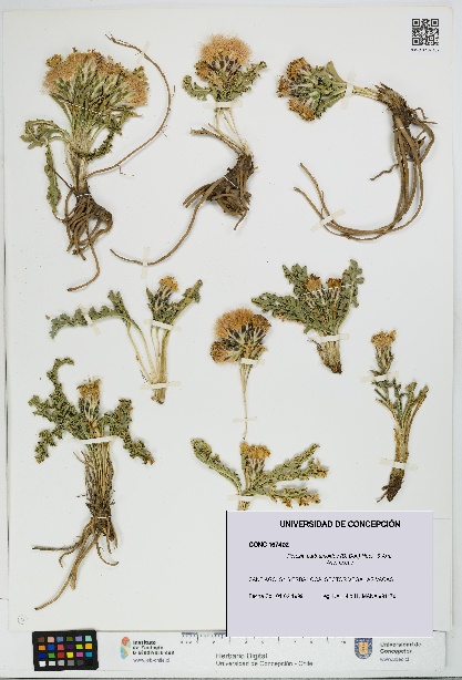 Perezia carthamoides [Espécimen: UDEC:CONC:0167402]